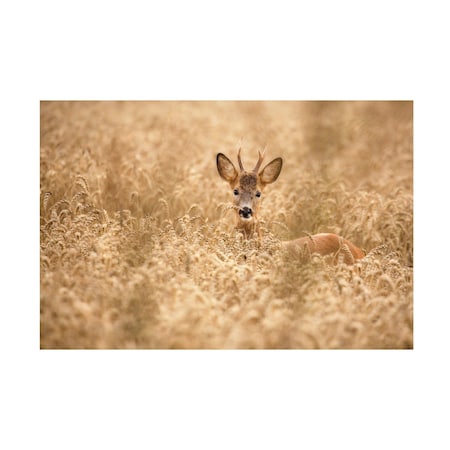 Allan Wallberg 'Deer In The Field' Canvas Art, 12x19